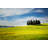 Cypress Tree by Alle12 - No Frame Print on Canvas-1854884065
