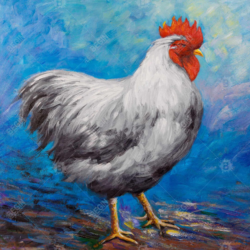" Grey Rooster "