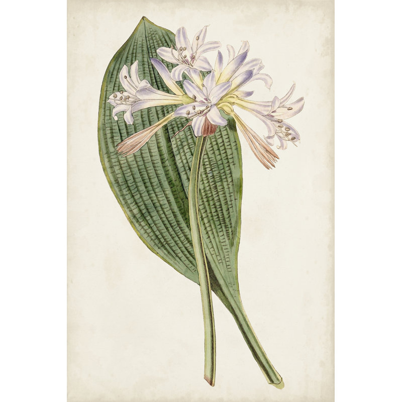 Antique Botanical Collection IV by Ridgeway - Wrapped Canvas Art Prints, Wrapped Canvas, 91cm H x 61cm W