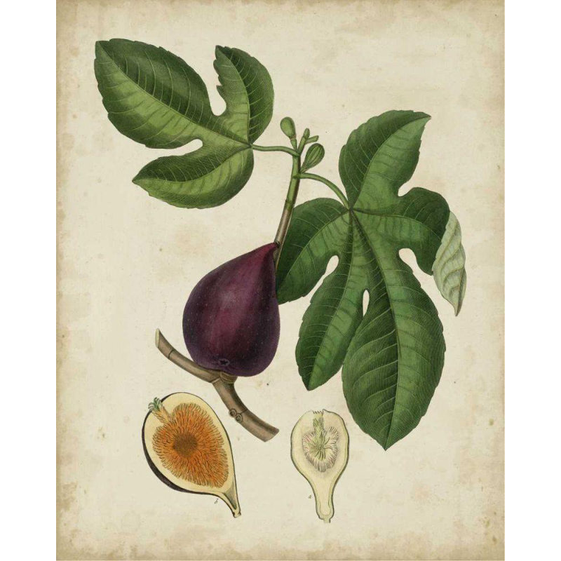 Art sur toile tendue Lark Manor ™ Weddell Gallery: Non, figuier antique embelli, H 34 po x l 28 po