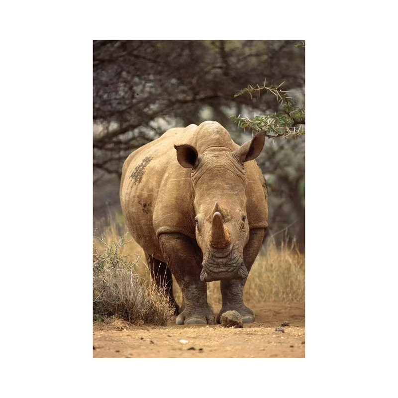 White Rhinoceros Female, Lewa Wildlife Conservancy, Kenya 1 Piece Wrapped Canvas Wall Art, 30.48 cm H x 45.72 cm W