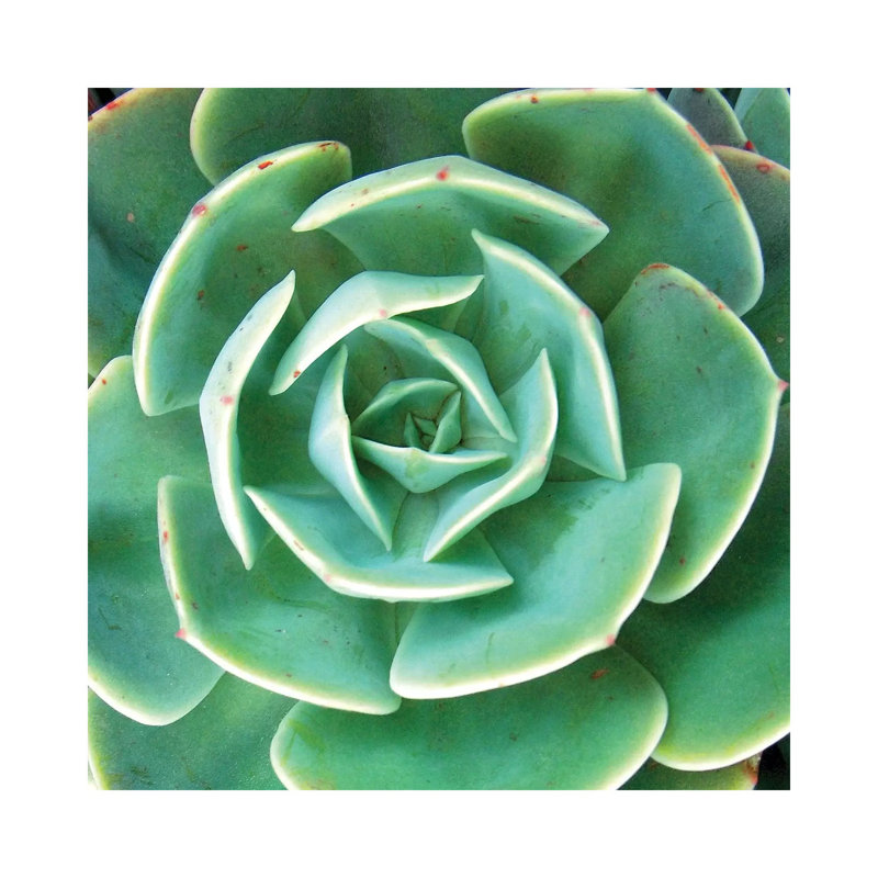 Echeveria I by Jairo Rodriguez - Wrapped Canvas Print, 45.72cm H x 45.72cm W