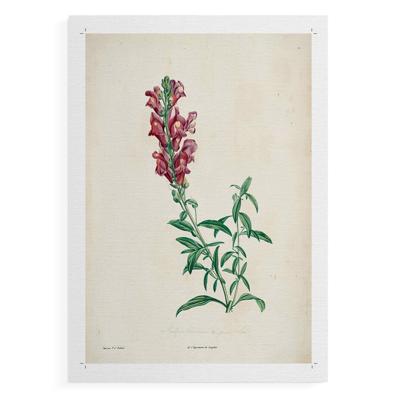 «Traditional Botanical I», impression sur toile seulement - NON-CADRE, H 48 po x l 32 po