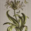 4 Wall Art - Linen Canvas For Home Use Only Decor Botanical Illustrations Rooms