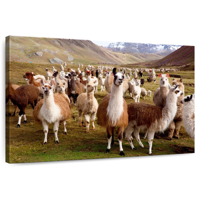 Brampt, alpagas et lamas péruviens, H 24 po x l 36 po