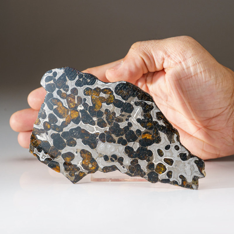 Genuine Brenhama Pallasite Meteorite Slice (0.19 Lbs)