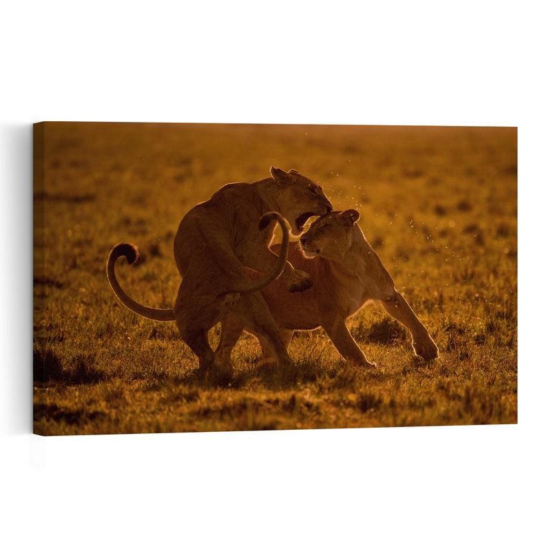 Golden Hour Lion Play Playful Abstract Contemporary Cat Lion Nature Sunset Wall Art Print 1 Piece Wrapped Canvas Wall Art