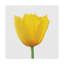 « yellow beauté », reproduction d’impression sur toile tendue-32714799