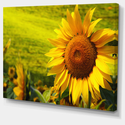 «Tuscany Sunflowers On Green», reproduction de photo sur toile tendue