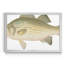 White Bass - reproduction de cadre photo sur toile-1852603055-1852603052