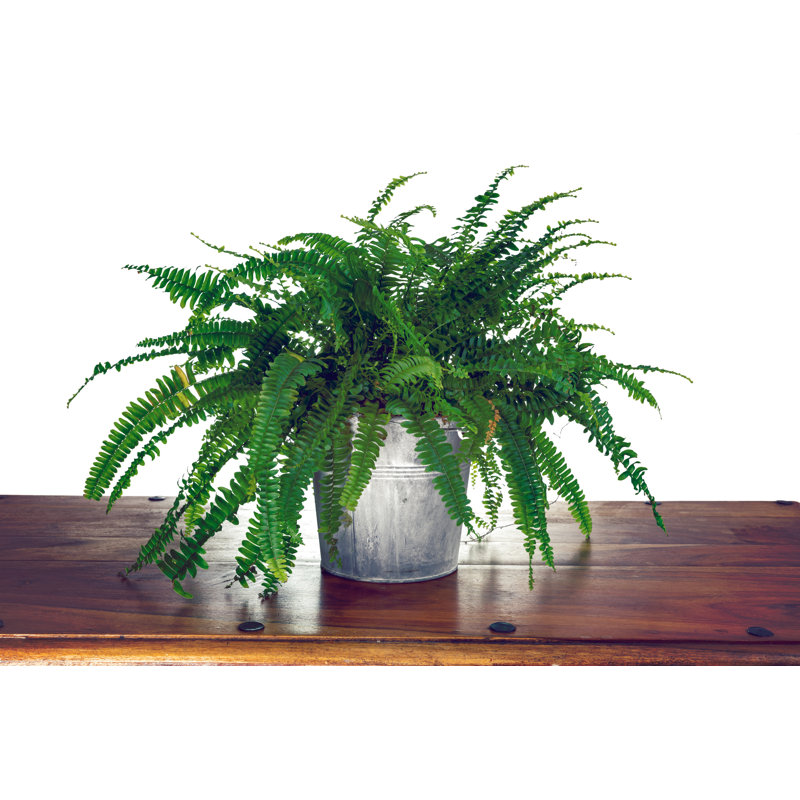 Boston Fern - Nephrolepis Exaltata par Benoîtbruchez - photographie sur toile tendue, H 8 po x l 12 po
