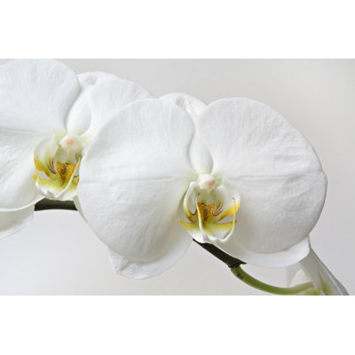 Pipkin Two Orchids Close-up by YinYang - No Frame Print on Canvas
