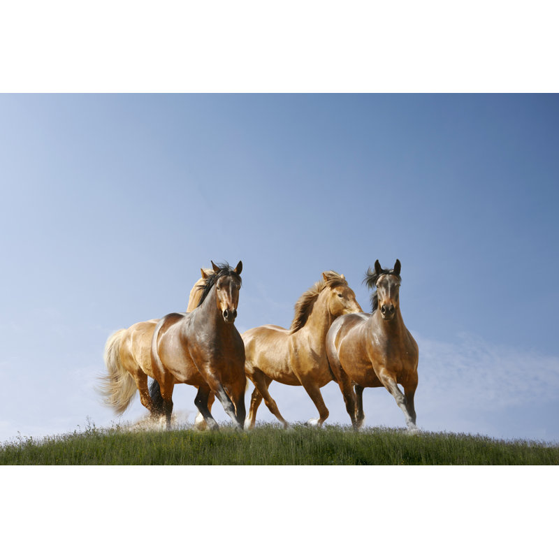 «Horses Run» par Mari_Art - Photographie sur toile tendue, L 12 po x H 8 po