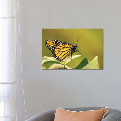 Costa Rica, La Paz River Valley. Captive Monarch Butterfly In La Paz Waterfall Garden. by Jaynes Gallery - Wrapped Canvas Print
