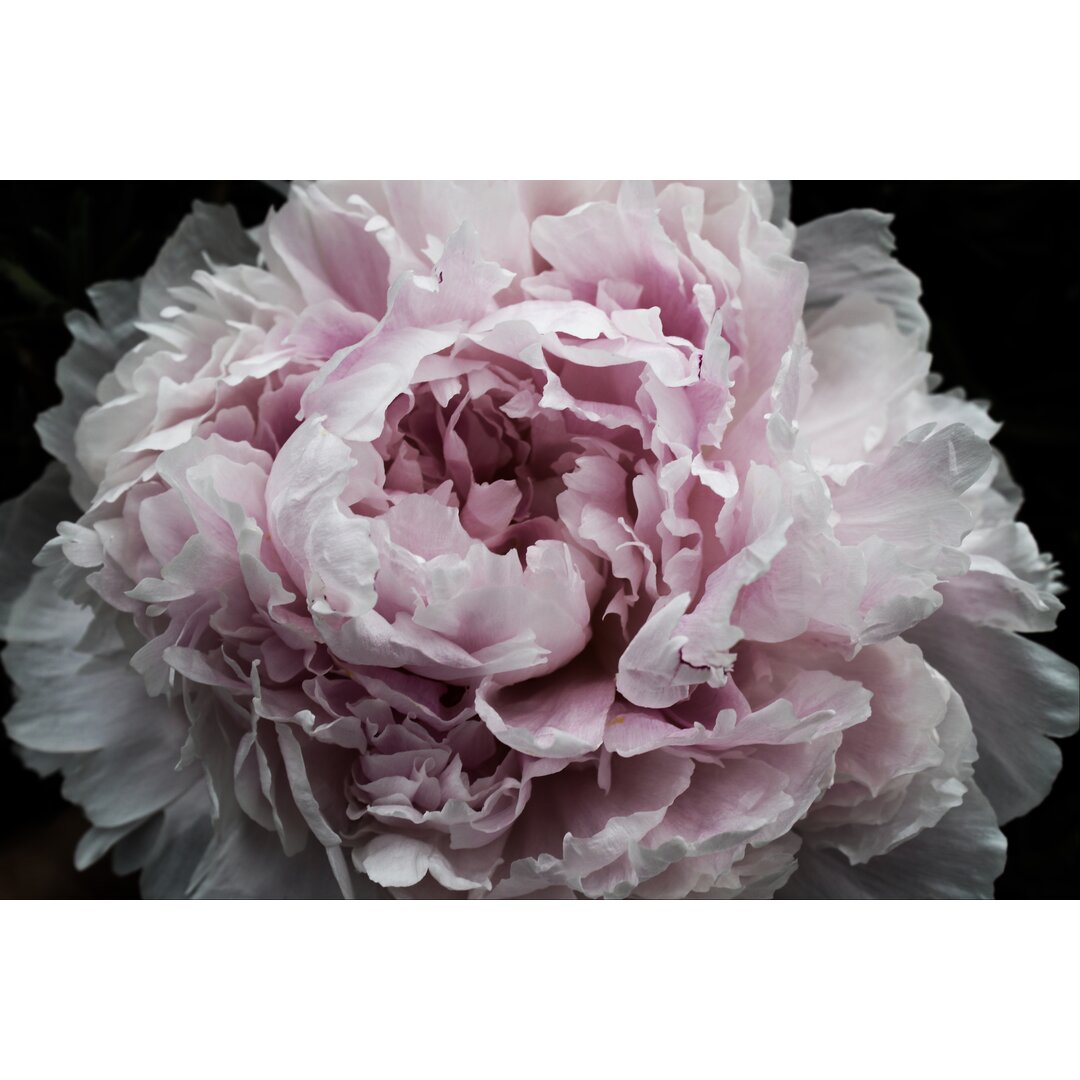 Leinwandbild Pink Peony Passion I von Irena Orlov