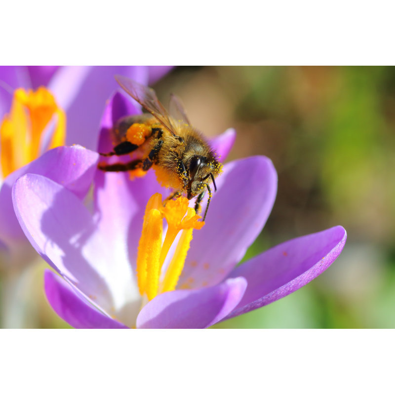 First Spring Pollination On Crocus - Wrapped Canvas Print, 20cm H x 30cm W