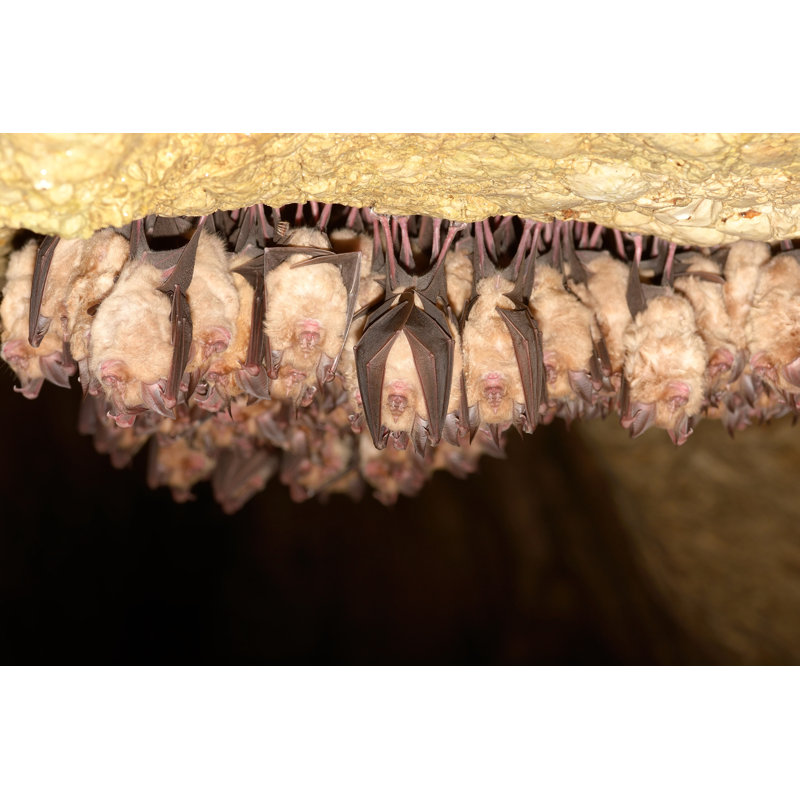 Group Of Lesser Horseshoe Bat (Rhinolophus Hipposideros) by Remus86 - Wrapped Canvas Print, 81cm H x 122cm W