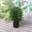 arbre en forme de cèdre artificiel