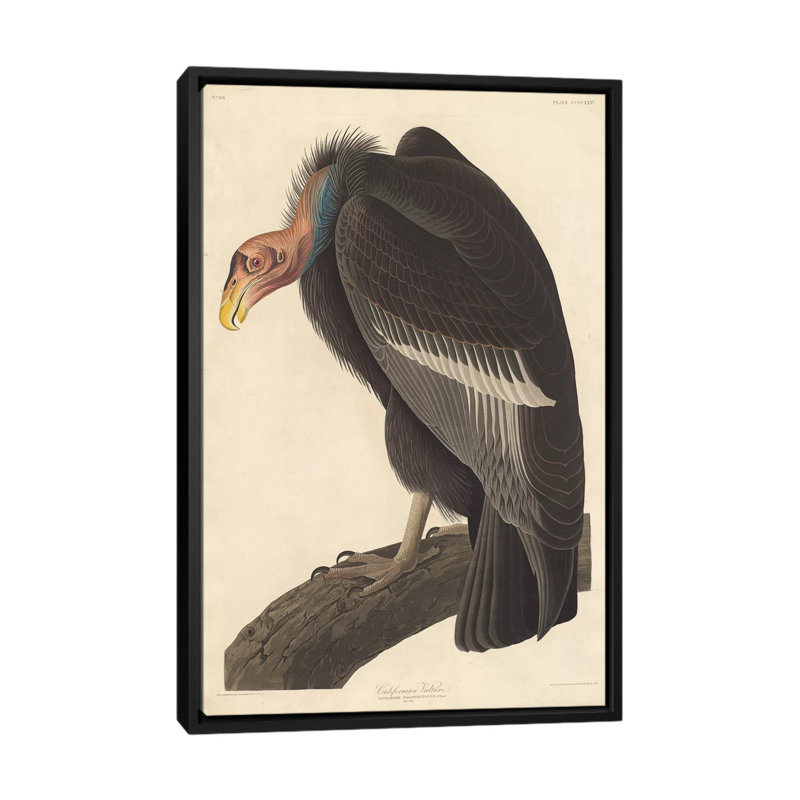 « californian vulture », impression sur toile, H 26 po x l 18 po x P 1,5 po, Toile avec cadre noir, Non mat