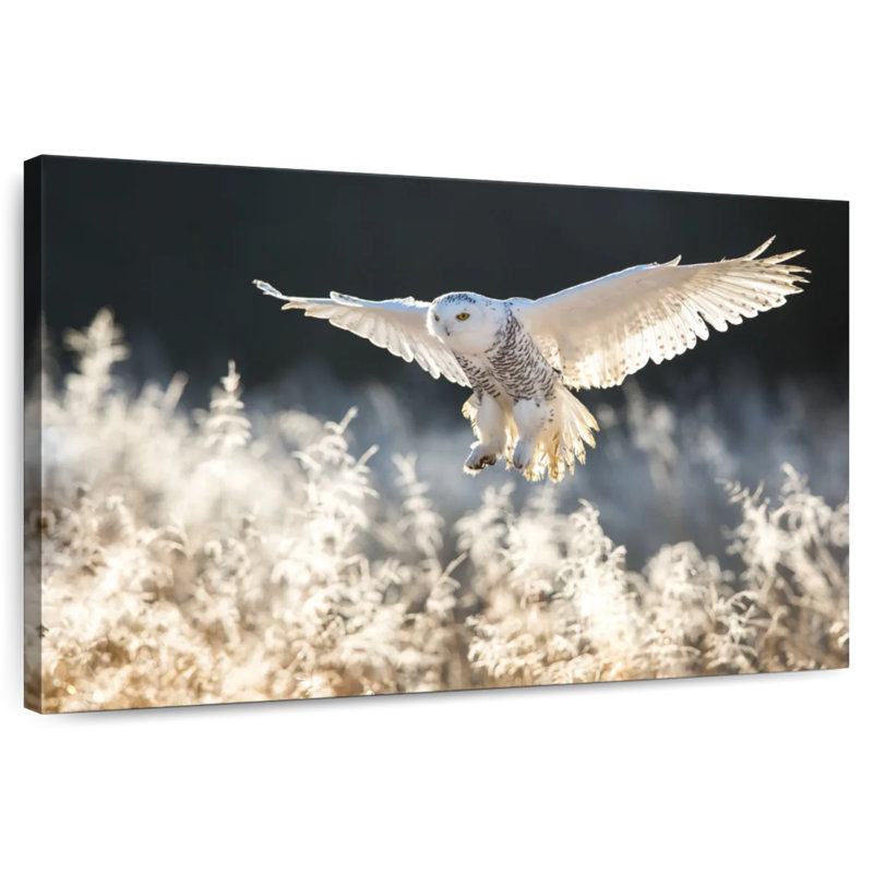Chasse au hibou des neiges, H 32 po x l 48 po