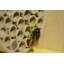Free Standing Bumblebee House