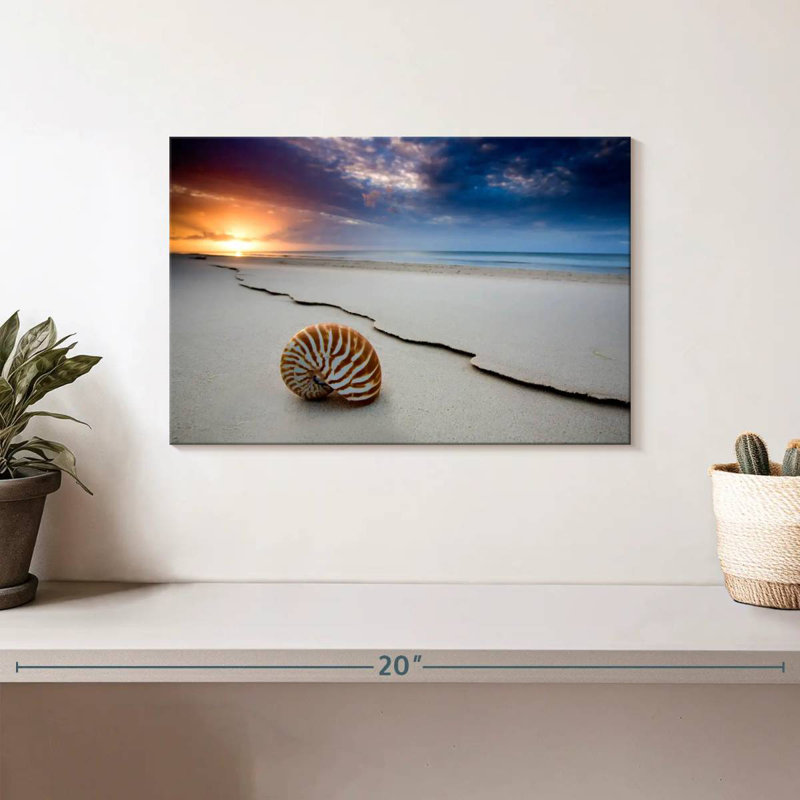 Fraser island beach shell Aletra, H 8 po x l 12 po