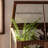 Black Walnut Multi - functional Plant Stand
