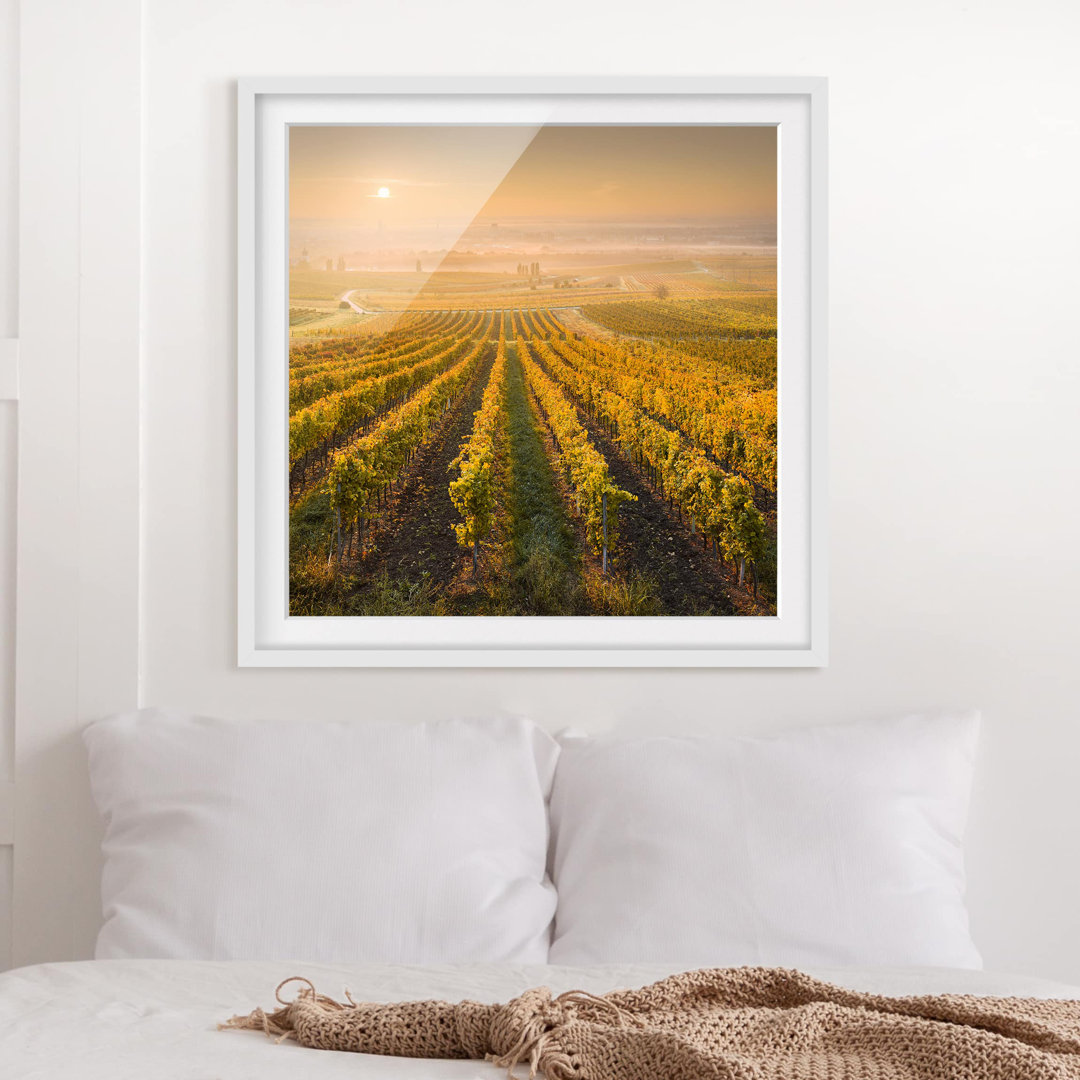 Gerahmtes Poster Autumn Vineyards near Vienna