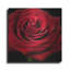 «Red Rose 02» par Tom Quartermaine, art mural en métal-1842857493