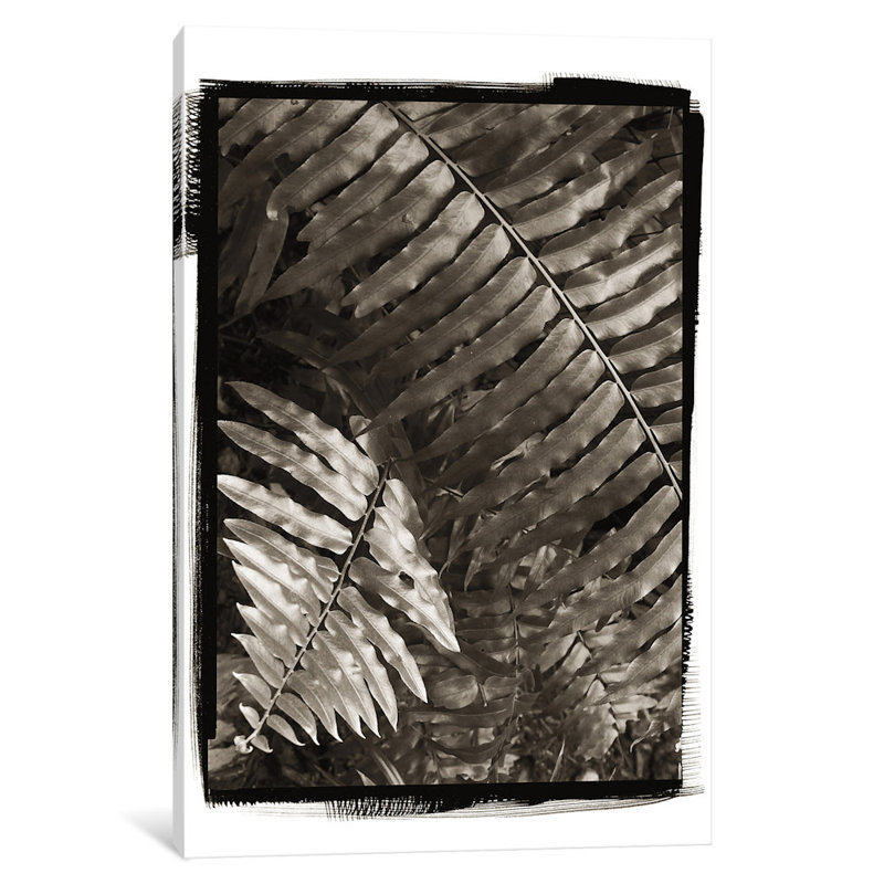 «Fern I» par Debra Van Swearingen - reproduction d'art sur toile tendue, H 24 po x l 16 po x P 1 po, Blanc