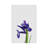 Iris - Wrapped Canvas Print-1056422069