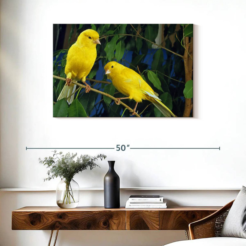 Canari Brampt, H 24 po x l 36 po