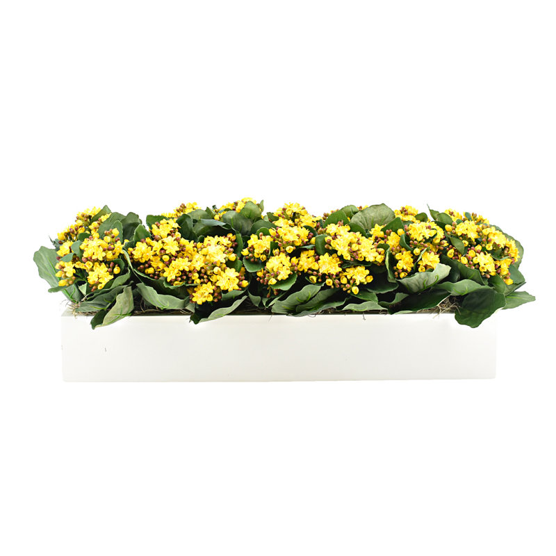 Kalanchoes Arranged Mixed in Rectangular Planter