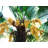 American Plant Exchange Windmill Palm Tree, 10-Inch Pot, Cold-Hardy Landscape Plant, Withstands Down to Zero Degrees F