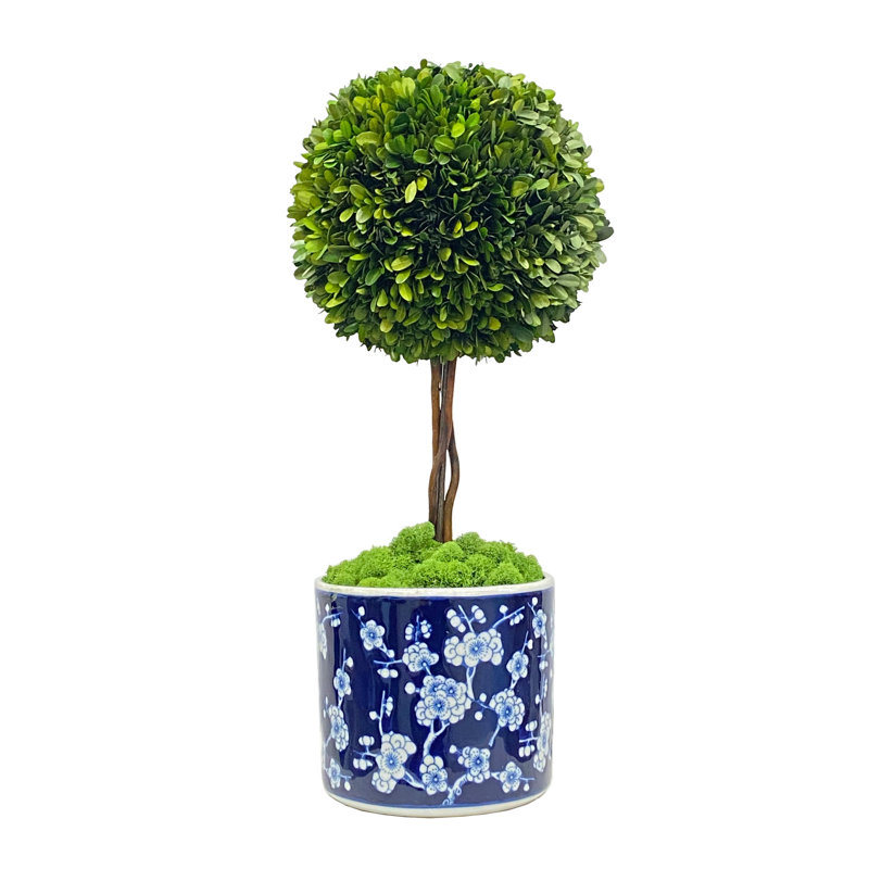 Topiaire 24,5 "en buis préservé dans un vase