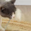 49 cm H Cat Scratchers
