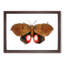 Augusta Moth by George Shaw - Single Picture Frame Painting-55456865-55456864