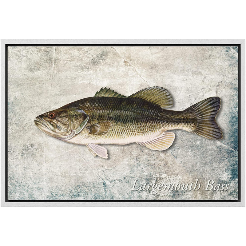 Fish " Largemouth Bass Fish On Granite Background Marine Life ", 16'' H x 24'' W, White Framed