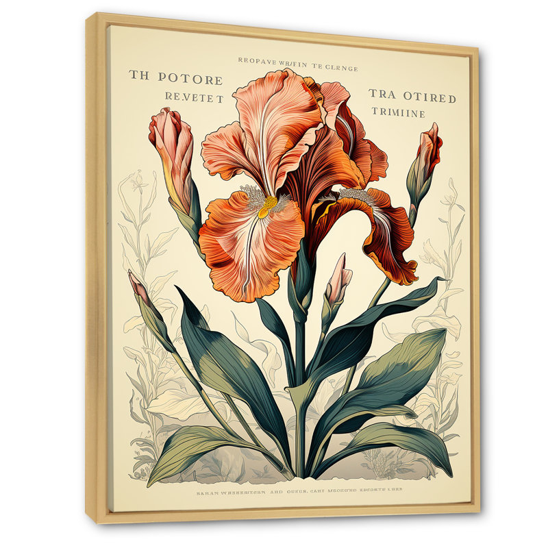 Iris rouge, illustration rétro sur toile, Cadre flottant brun, H 44 po x l 34 po x P 1,5 po