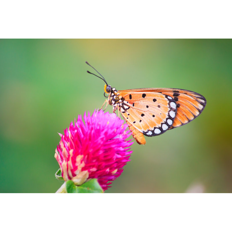Ashim Butterfly by Beerphotographer - Wrapped Canvas Print, 20cm H x 30cm W x 3.8cm D