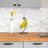 Mercer41 Dazhane Metal Fruit Holder-210707064