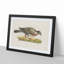 Common Wood Pigeon by Von Wright - Picture Frame Painting Print on MDF-55510349-55510350