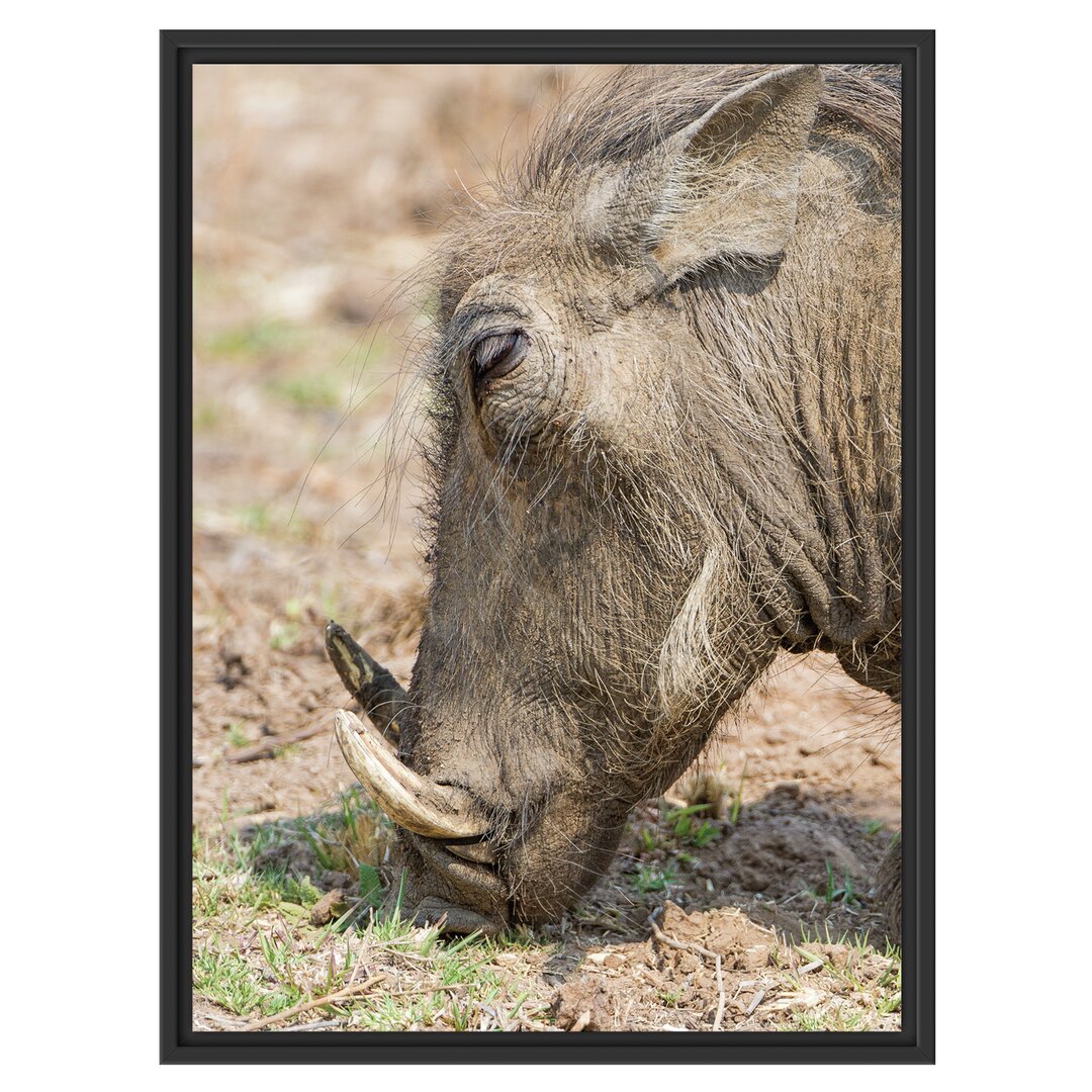 Futtersuche Warzenschwein Gerahmter Grafikdruck