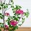 Cornouiller artificiel 48 "en pot