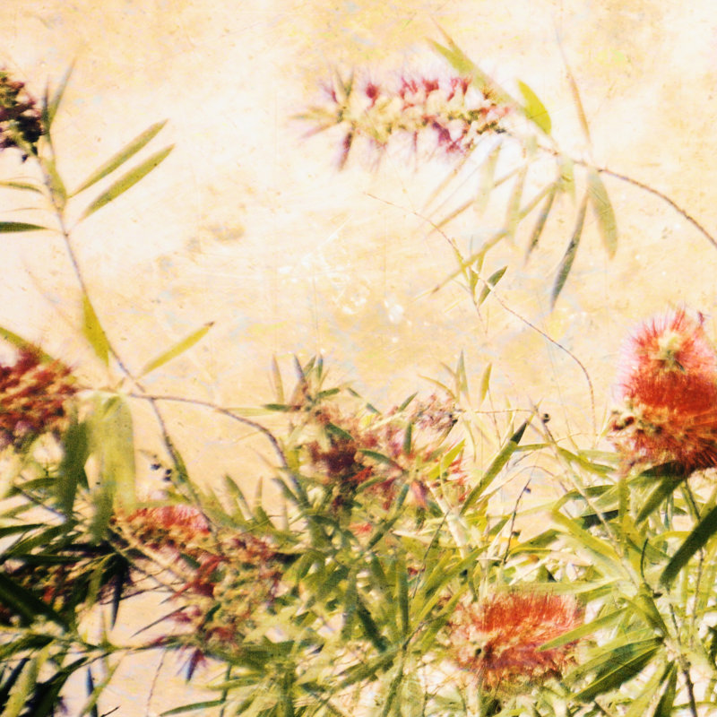 Bottle Brush III - Wrapped Canvas Print, 51cm H x 51cm W