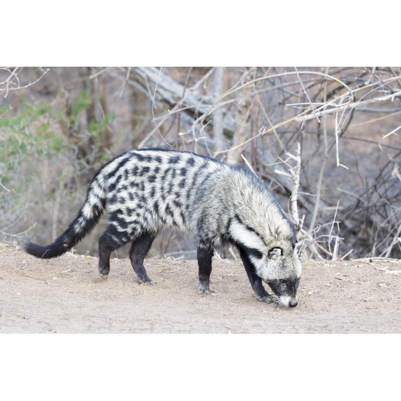 «Afrcican civet» par Andreanita - photographie sur toile tendue, L 48 po x H 32 po