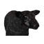 Mouton Texelaar, agneau, gelcoat noir