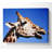 Giraffe Head - Wrapped Canvas Print-1725546321