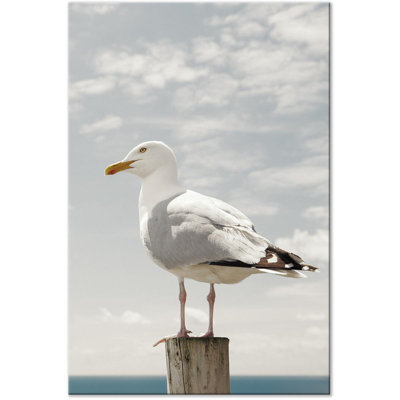 " Seagull "