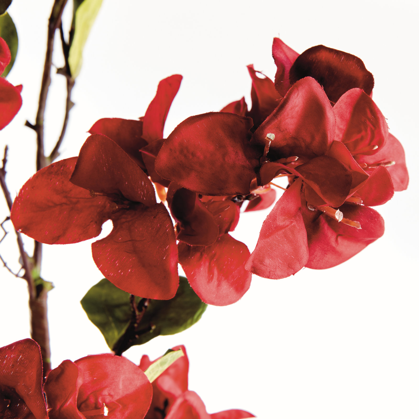 Bougainvillea Stems